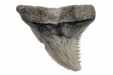 Snaggletooth Shark (Hemipristis) Tooth - South Carolina #211587-1